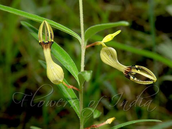 Noorjahan Ceropegia